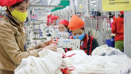 Công ty TNHH May Tinh Lợi